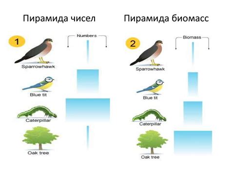 Место кошки в экосистеме