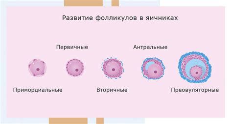 Методы борьбы и восстановление функций яичников