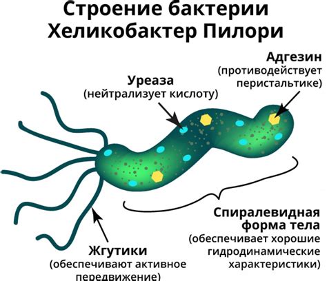 Методы обнаружения бактерии Хеликобактер пилори