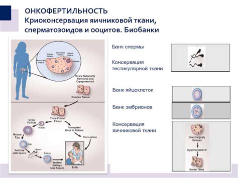 Методы сохранения яйцеклеток без оплодотворения