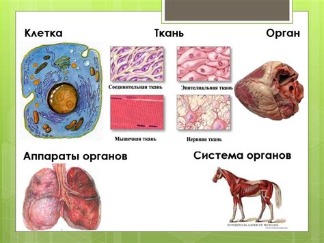 Метод 2: Изучение анатомии и основных пропорций животных