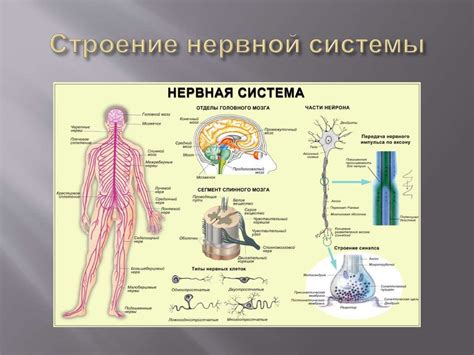 Механизмы автономной нервной системы: основные принципы