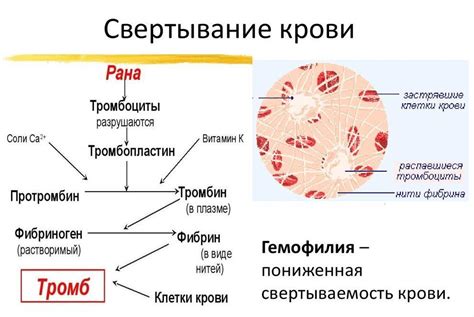 Механизмы влияния Нимесила на свертываемость крови