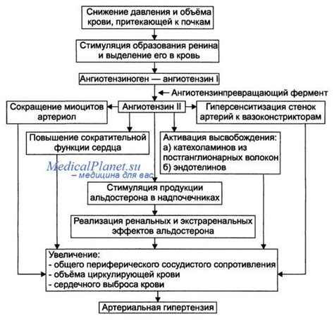 Механизмы действия насыщения времени гипертензии на организм