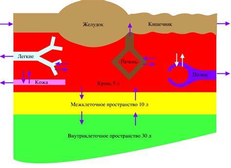 Механизмы образования кровотока в опухолях