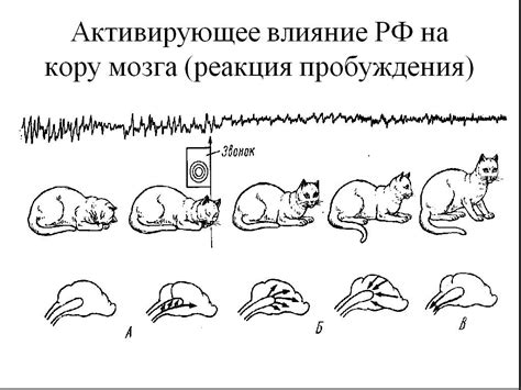 Механизмы сна у крыс