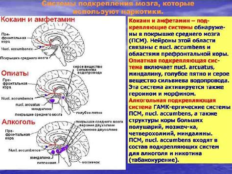 Механизмы формирования кратковременной памяти