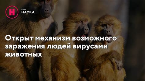 Механизм возможного отростания