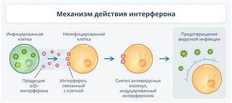 Механизм действия Зодака