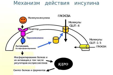 Механизм действия Эутирокса на организм