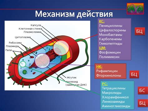 Механизм действия антибиотиков на сердечно-сосудистую систему