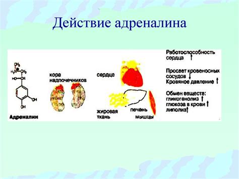 Механизм действия глиатилина на аппетит