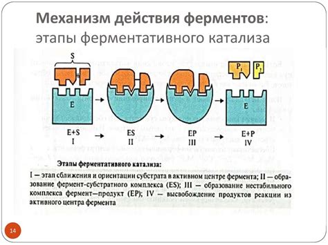 Механизм и принцип действия