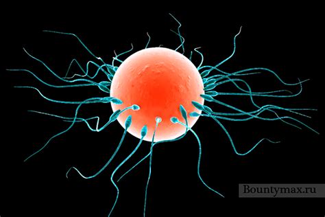 Механизм оплодотворения