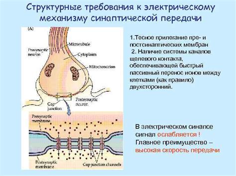 Механизм передачи на человека