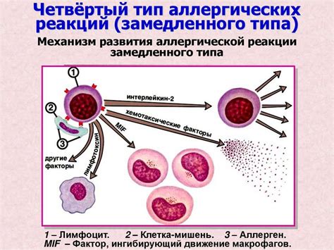 Механизм повышения СРБ при аллергических реакциях