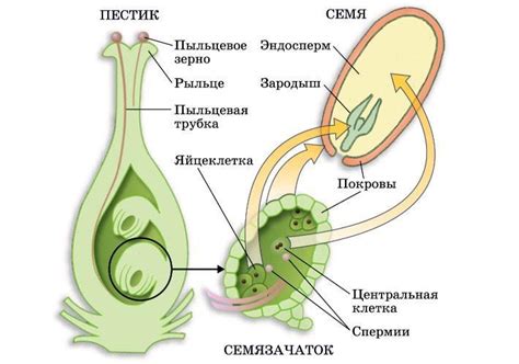 Механизм размножения аистАПГ