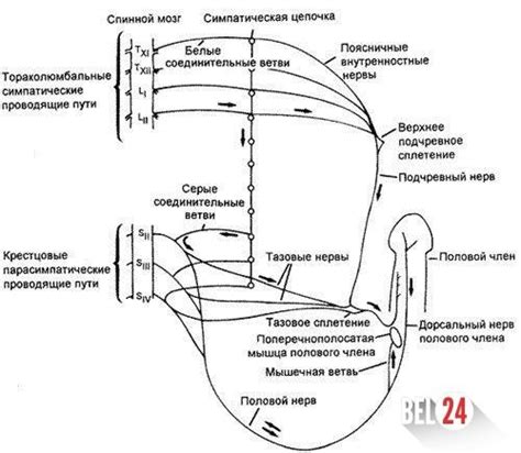 Механизм эрекции