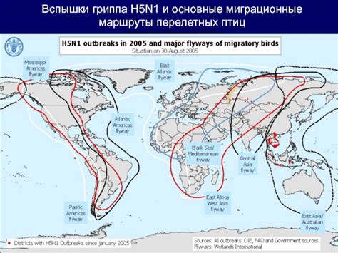 Миграционные маршруты сороки