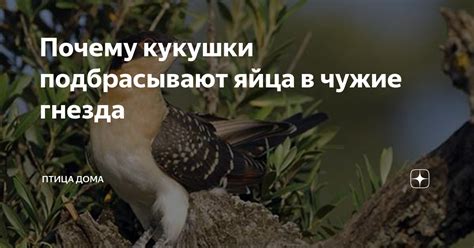 Миграционные периоды кукушки в разных уголках планеты