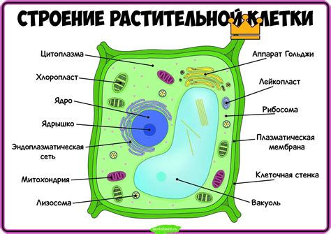 Микроворсинки на поверхности растительной клетки