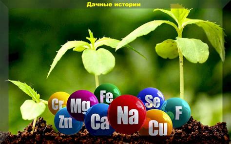 Микроэлементы для подкормки растений