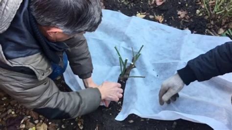 Минимизация рисков при поливе розы перед зимой