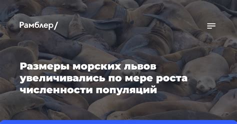 Мировые усилия по контролю численности морских котиков и их охраны