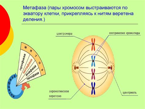 Митоз: