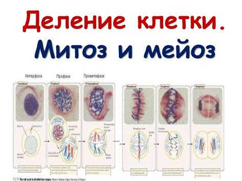 Митоз и деление нейронов: миф или реальность?