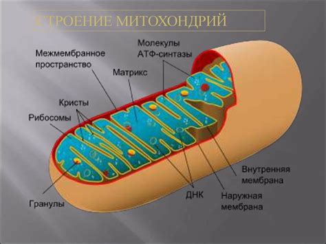 Митохондрии в грибной клетке: основные факты и перспективы исследования