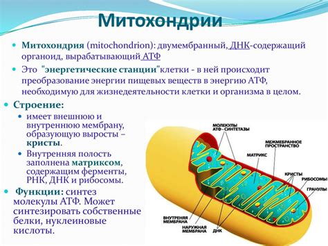 Митохондрии и их роль в организмах