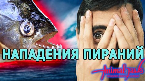 Миты и реальность: преследуют ли пираньи людей?