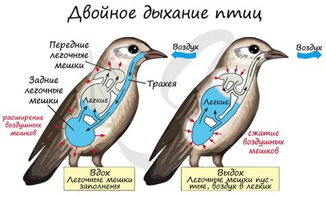 Мифология о вшах у птиц и насекомых