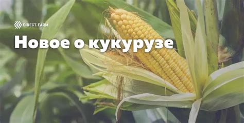 Мифы и факты о кукурузе при гв: какие правила следует знать