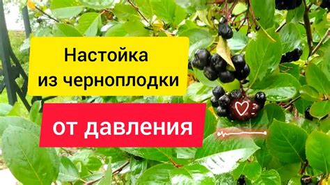 Мифы о вредности черноплодки для детей от года: разоблачение