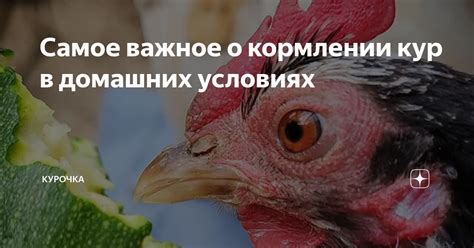 Мифы о кормлении кур арбузами