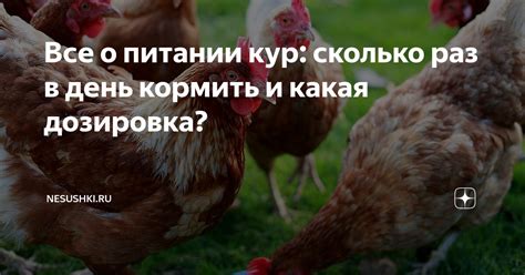 Мифы о питании кур