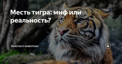 Миф или реальность: дружба тигра и человека?