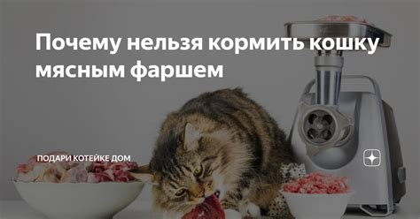 Миф или реальность: кормить кошку только фаршем?