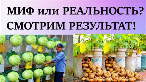 Миф или реальность: отвар капусты может вызывать опьянение?