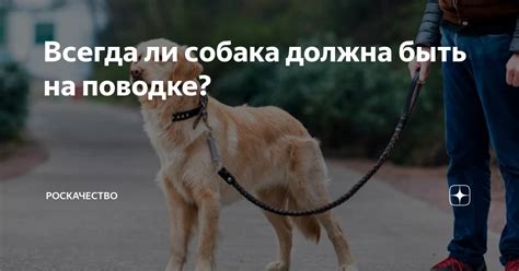 Могут ли мальбонте быть ведены на поводке?