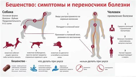 Может ли бешенство передаваться через царапины на одежде?