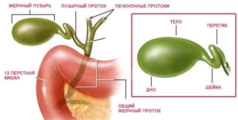 Может ли возникнуть загиб желчного пузыря: причины, симптомы, лечение