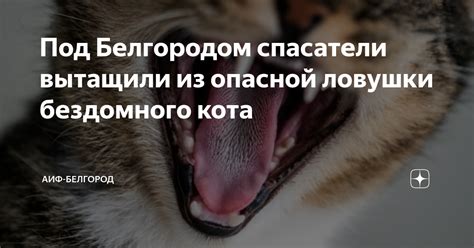 Может ли знакомая территория стать опасной для кота?