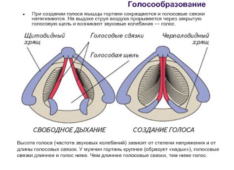 Может ли кот потерять голос из-за нарушения голосовых связок?