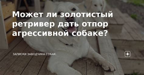 Может ли человек передать собаке ОРВИ?