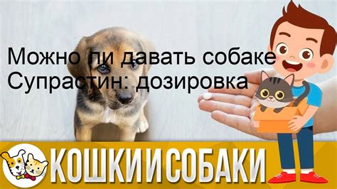 Можно ли добавлять собакам человеческий коллаген?