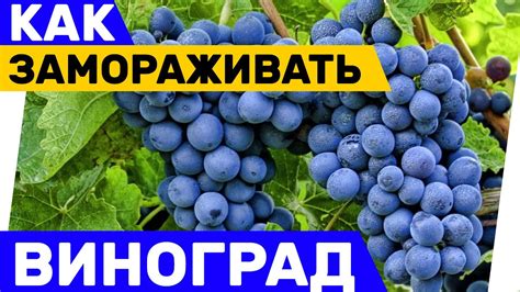 Можно ли замораживать виноград?