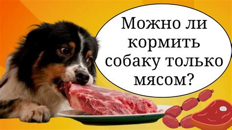 Можно ли кормить собак куриными желудками?